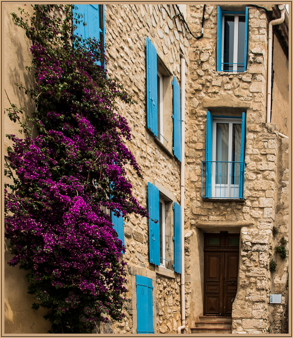 Bougainvillea