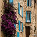 Bougainvillea