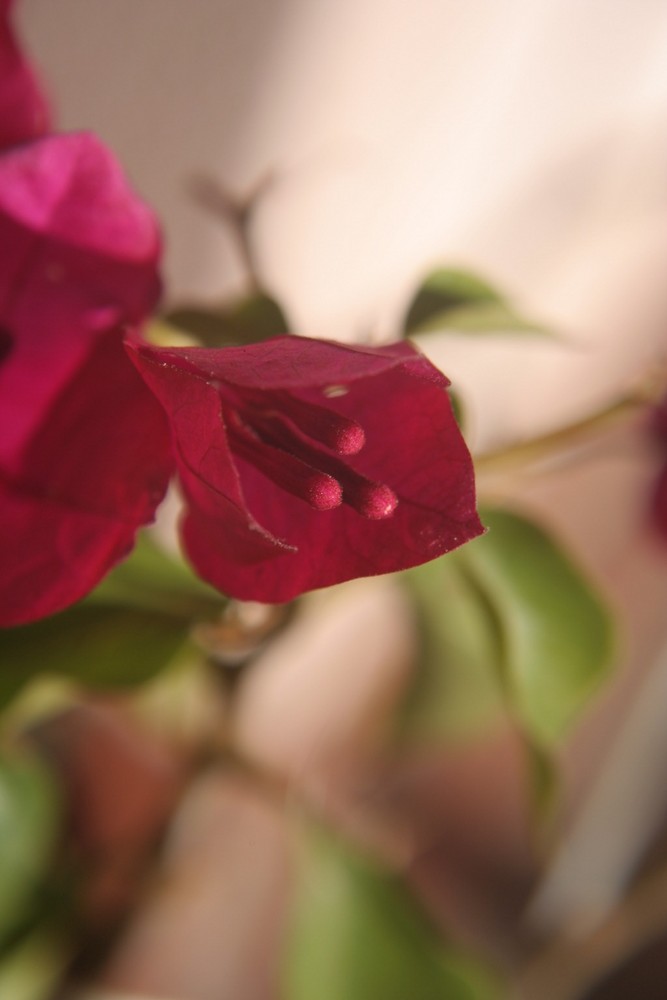 Bougainvillea