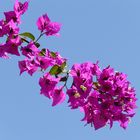 Bougainvillea