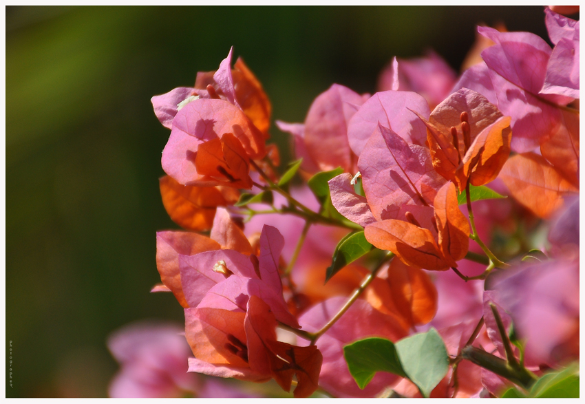 bougainvillea