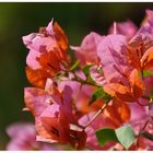 bougainvillea