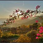 Bougainvillea