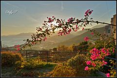 Bougainvillea