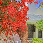 Bougainvillea en Casa Omar Sharif