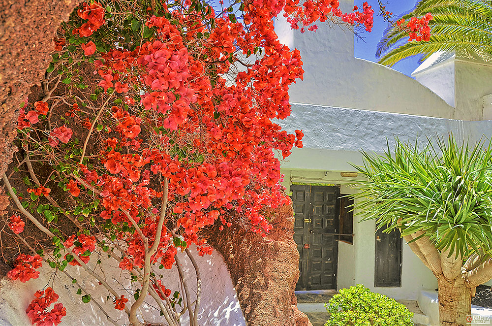 Bougainvillea en Casa Omar Sharif