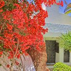 Bougainvillea en Casa Omar Sharif