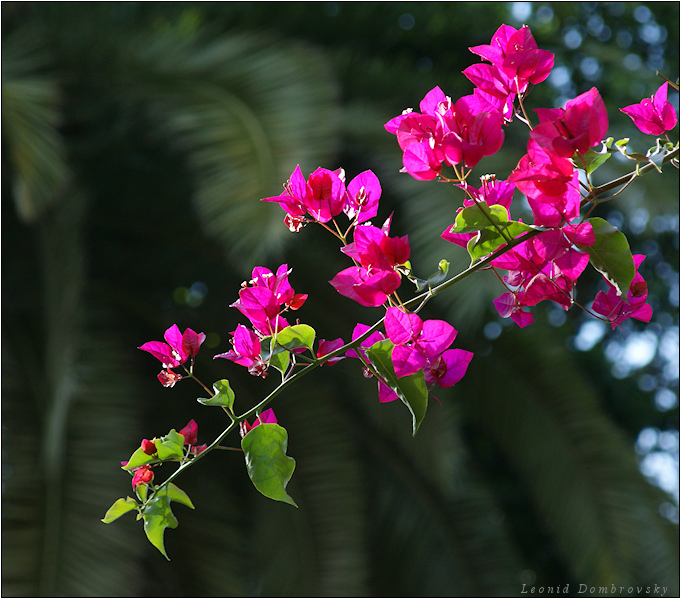 Bougainvillea