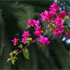 Bougainvillea