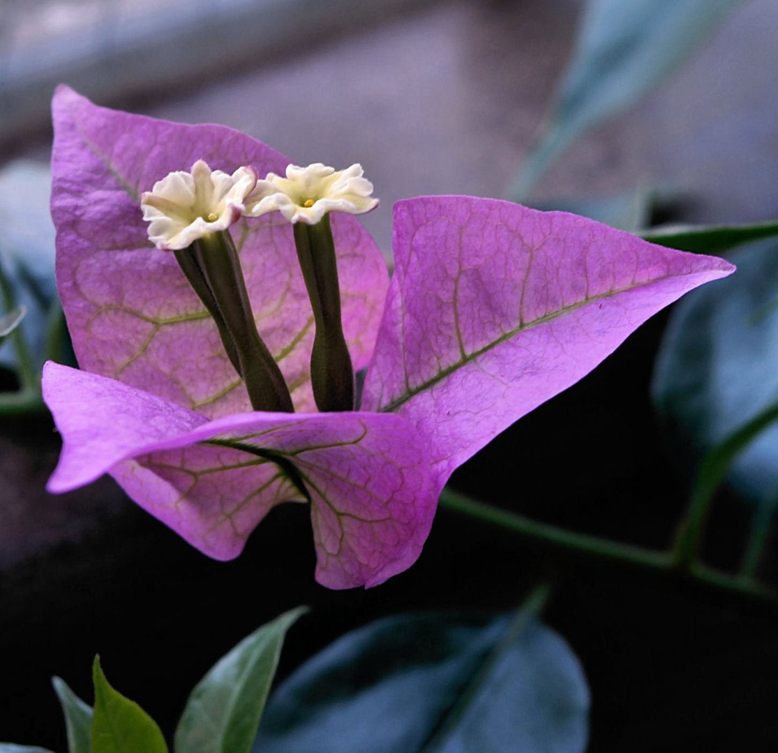 Bougainvillea