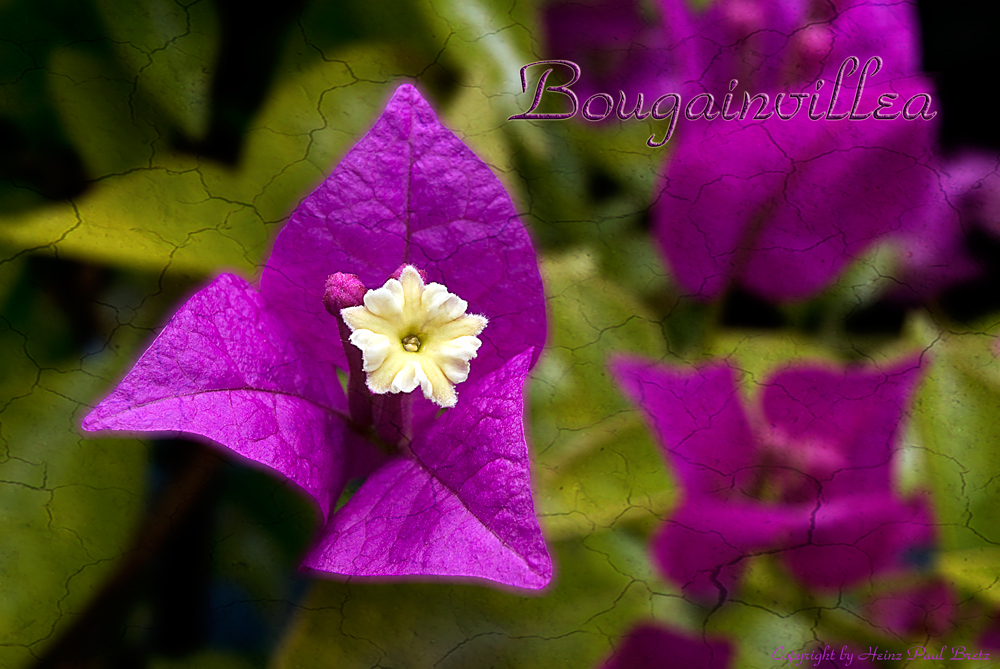 Bougainvillea