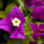 Bougainvillea