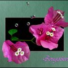 Bougainvillea . . .