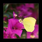 Bougainvillea-Falter....