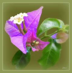 Bougainvillea ...