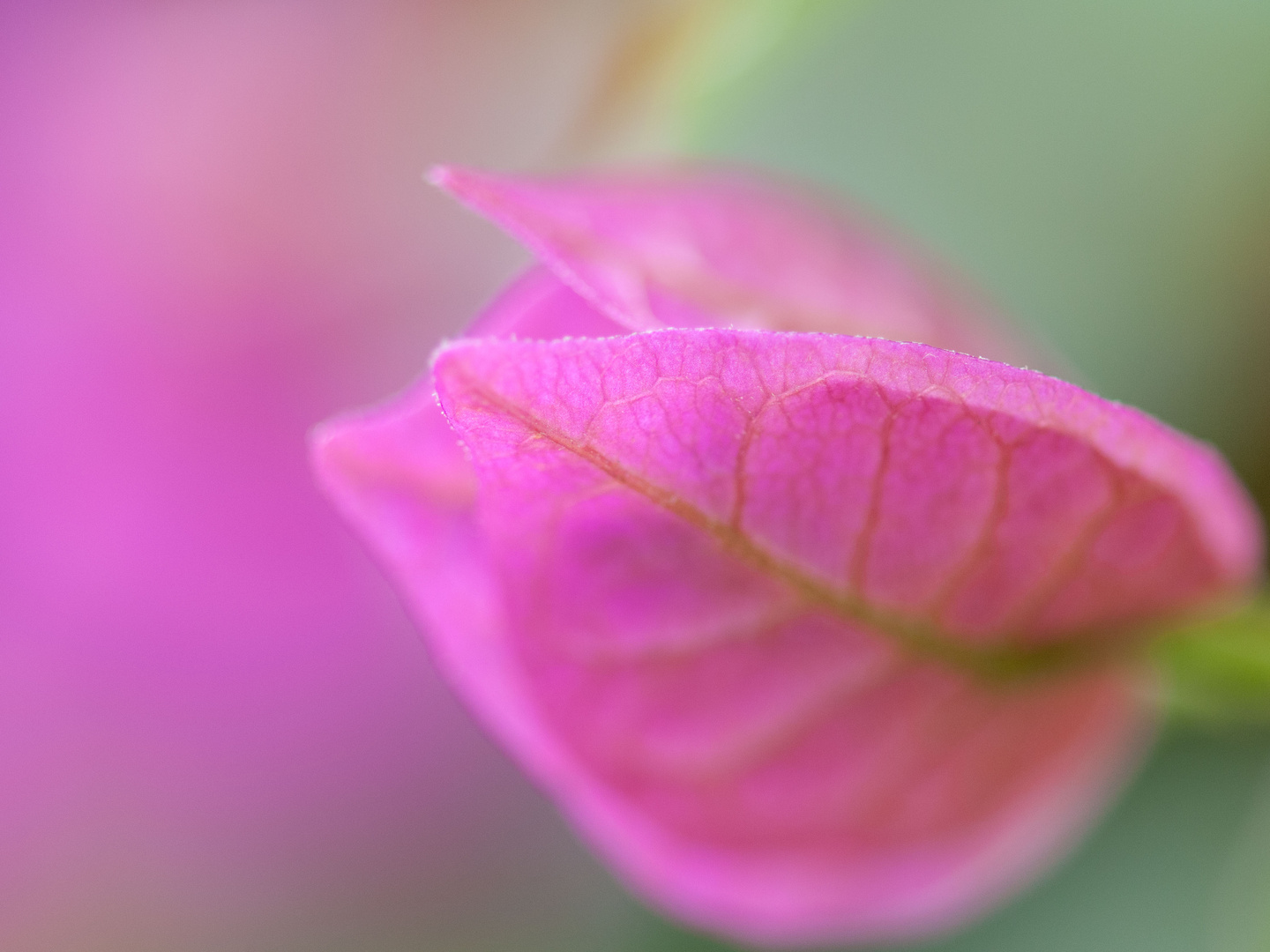 Bougainvillea