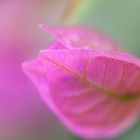 Bougainvillea