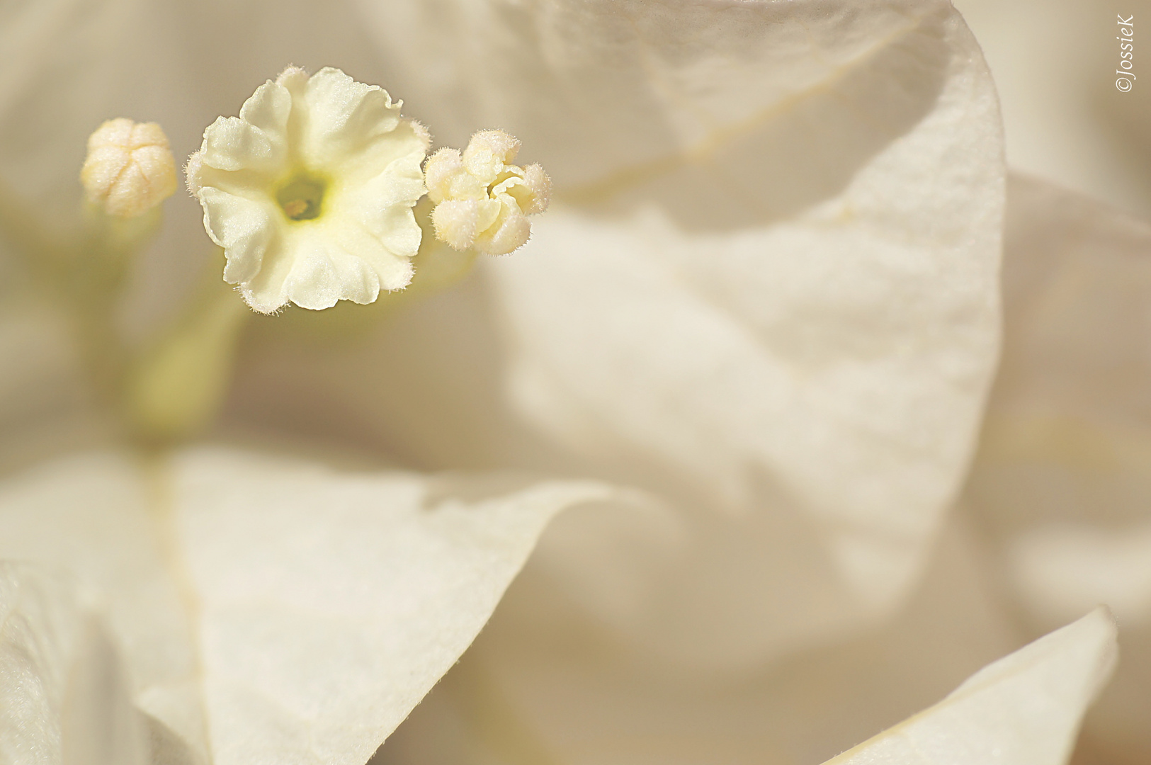 Bougainvillea