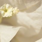 Bougainvillea