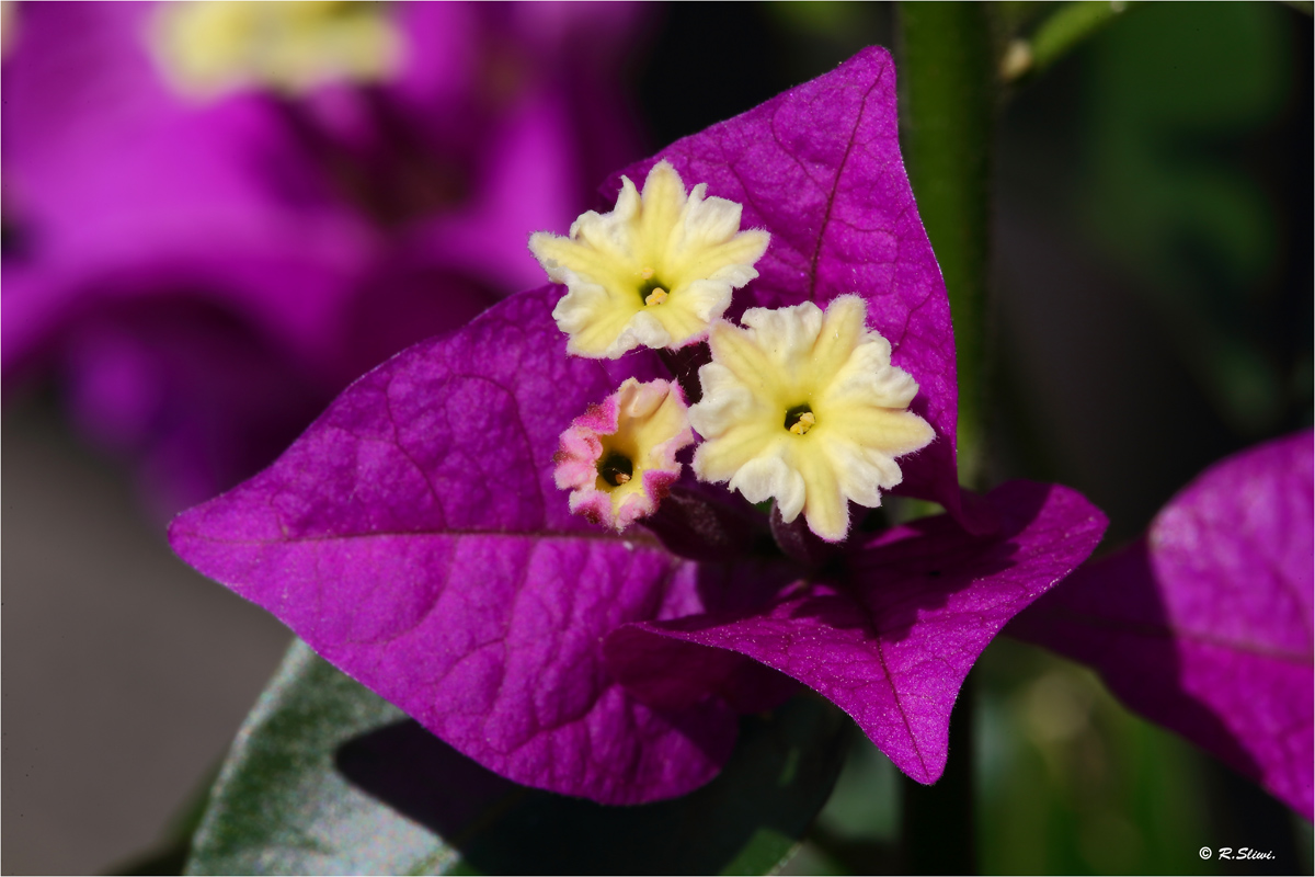 Bougainvillea 