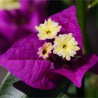 Bougainvillea 