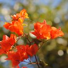 Bougainvillea Flower