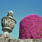 Bougainvillea  gestylt