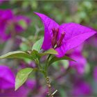 Bougainvillea glabra