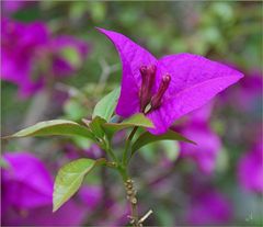 Bougainvillea glabra