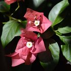 "Bougainvillea glabra"