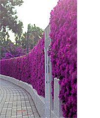 Bougainvillea-Hecke