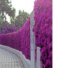 Bougainvillea-Hecke