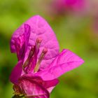 Bougainvillea - Hoa gi&#7845;y 1