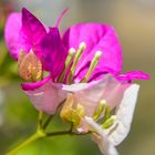 Bougainvillea - Hoa gi&#7845;y 2