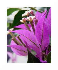 Bougainvillea I