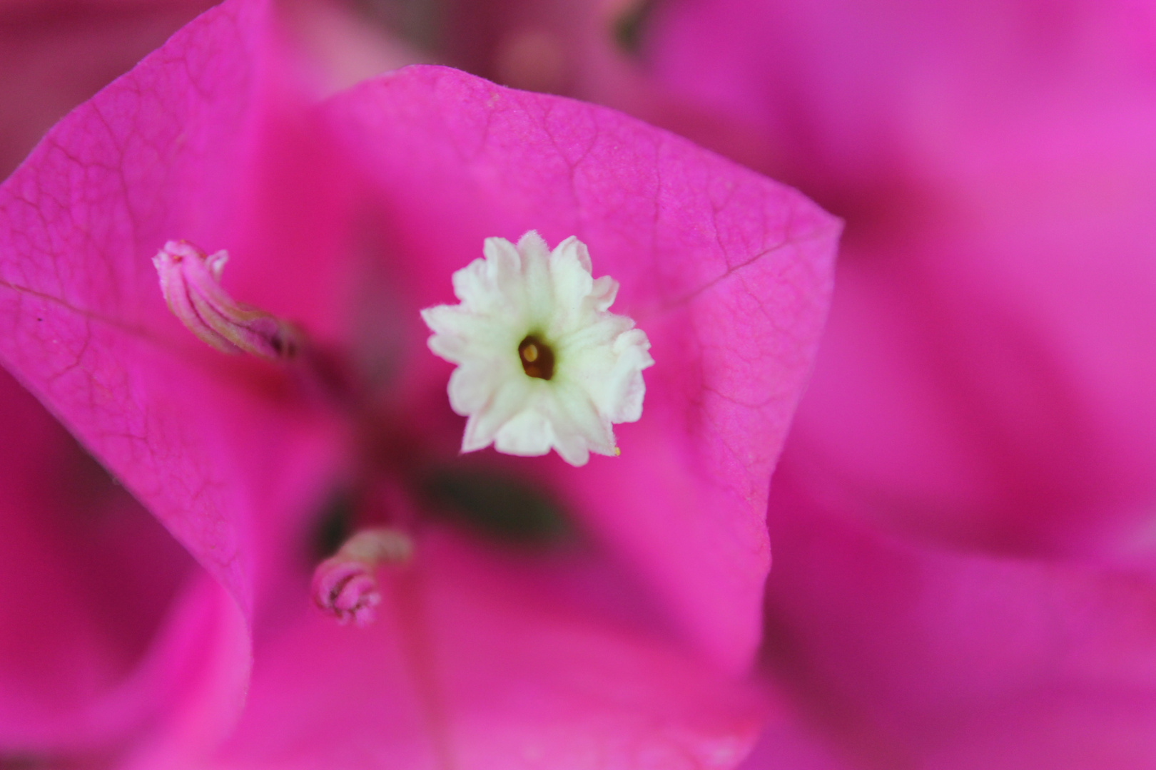 Bougainvillea I