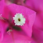 Bougainvillea I