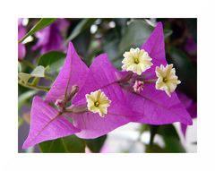 Bougainvillea II