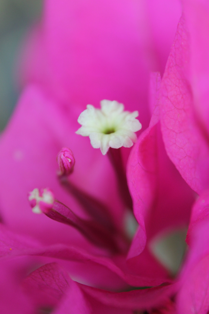 Bougainvillea II