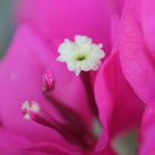 Bougainvillea II