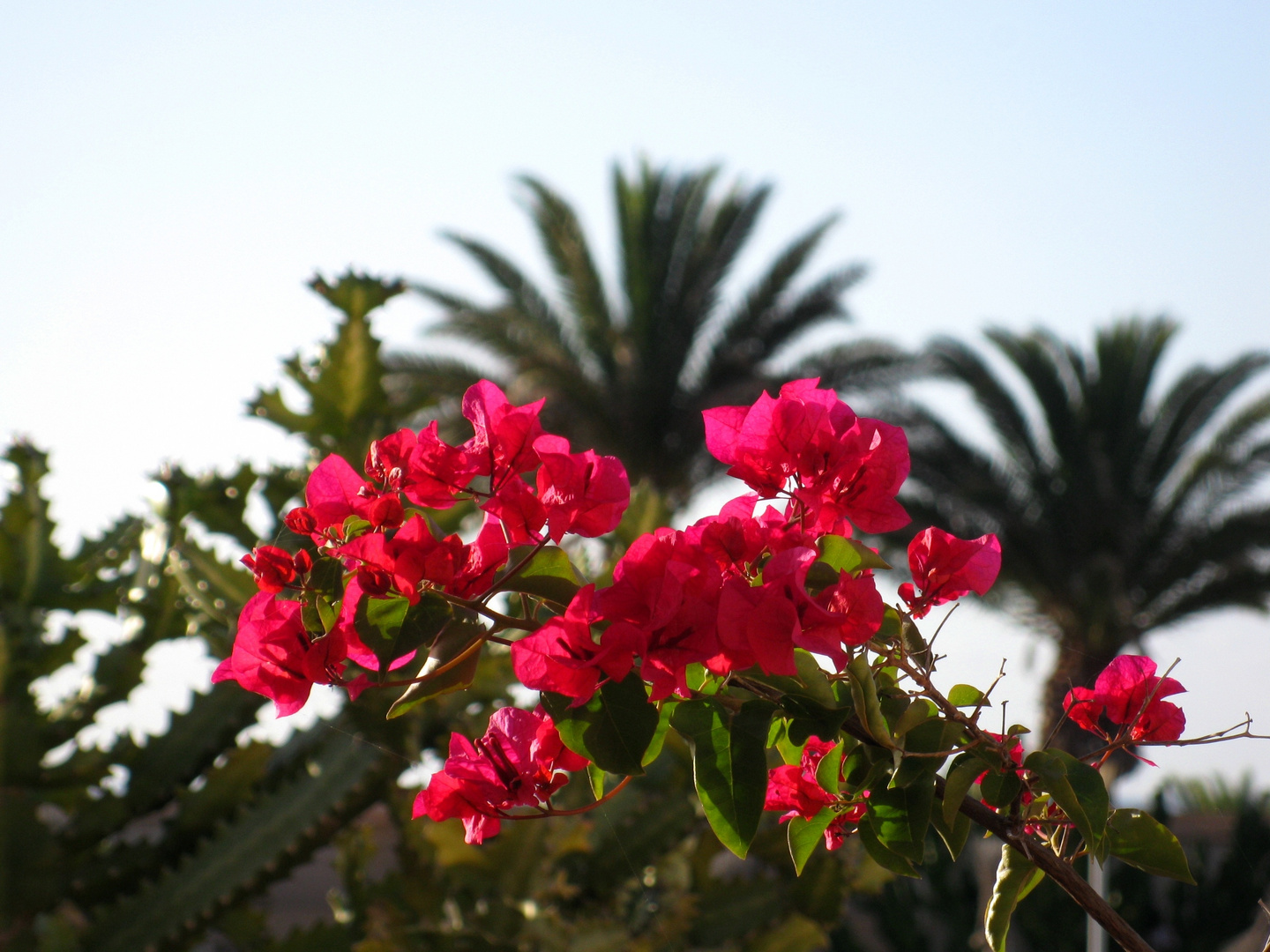 Bougainvillea im Hotelgarten