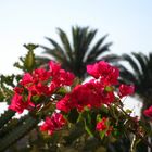 Bougainvillea im Hotelgarten