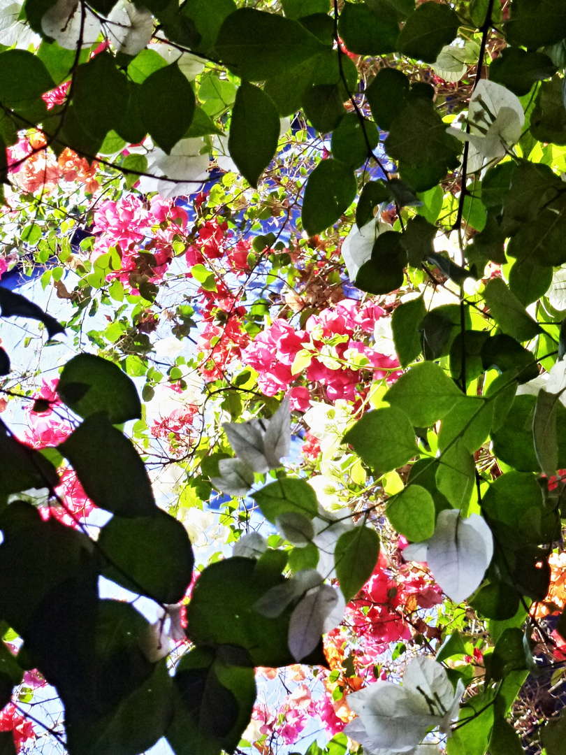 Bougainvillea im Majorlle-Garten