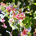 Bougainvillea im Majorlle-Garten