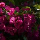 Bougainvillea im Morgenlicht