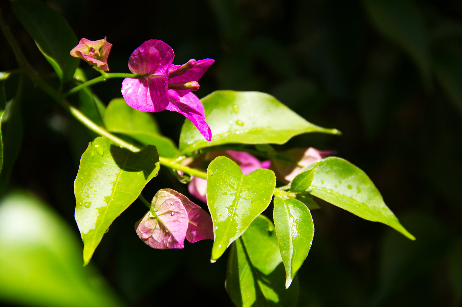 Bougainvillea im Regen