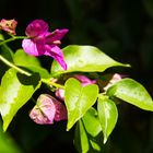 Bougainvillea im Regen