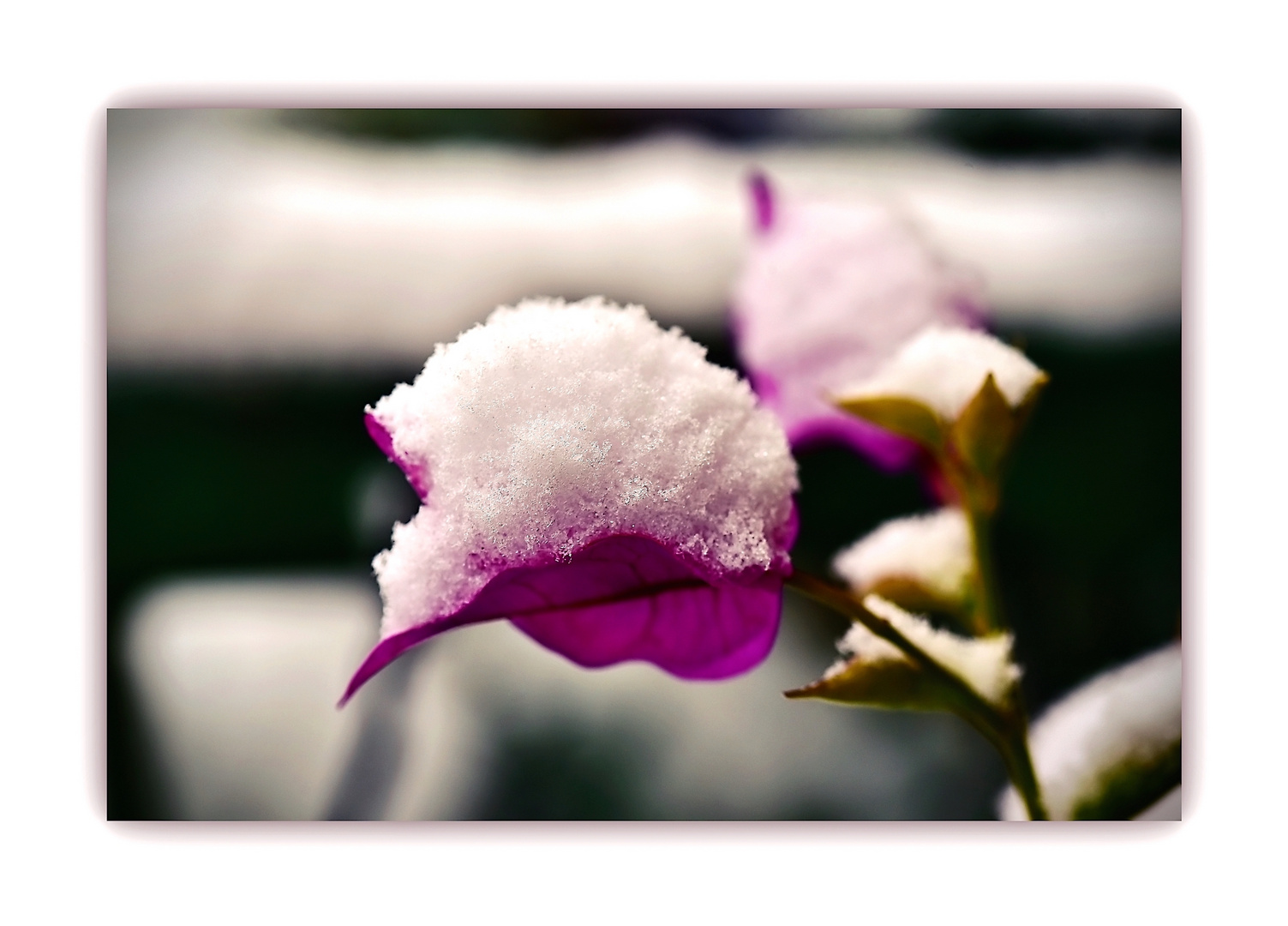 Bougainvillea im Schnee