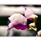 Bougainvillea im Schnee