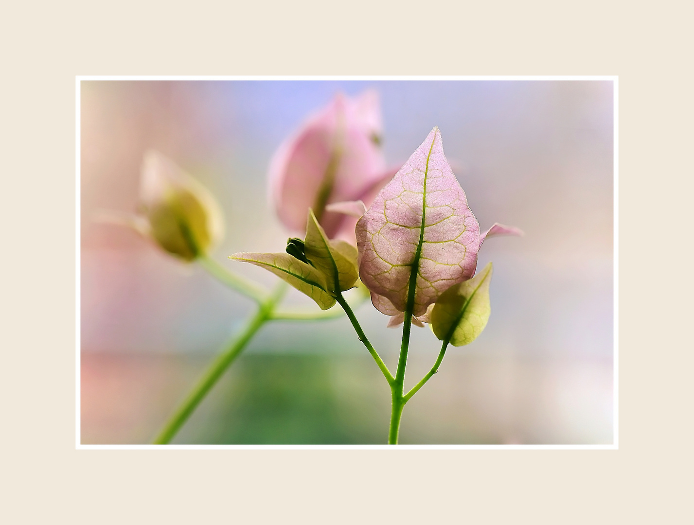 Bougainvillea im Winter